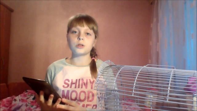 TAG: Знакомство | Как я назвала хомячиху? | #хомяки смотреть онлайн