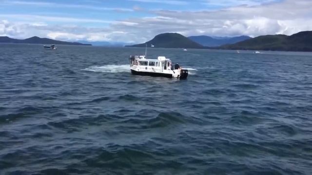 Juneau Whale Watch Tour http://kamstraveltales.wordpress.com смотреть онлайн