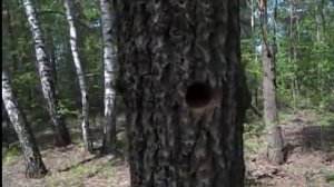 Как устроено Гнездо дятла внутри