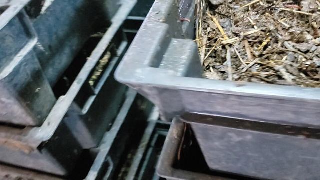 Выращивание червей для рыбалки весь сезон смотреть онлайн