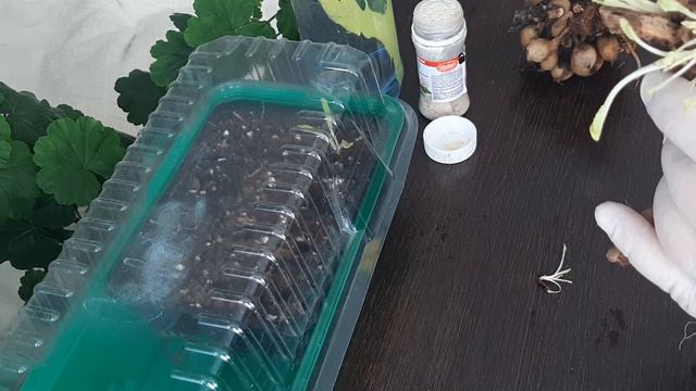 Вербаскум двулетний красавец!  Применяем корневин при размножении черенками.