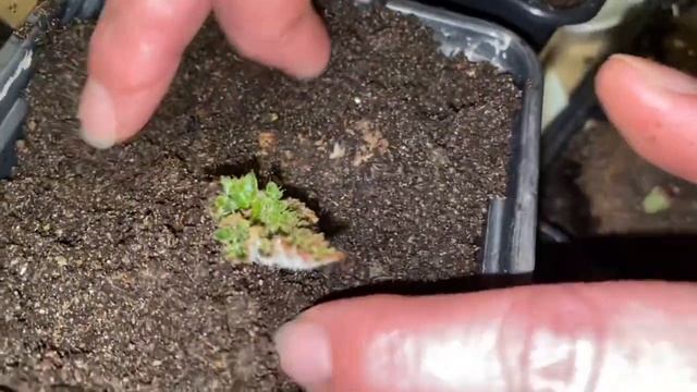 Бегония клубневая, уход и выращивание смотреть онлайн
