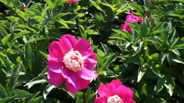 Пион BARRINGTON BELLE смотреть онлайн