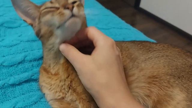 Абиссинская кошка сладко зевает ?