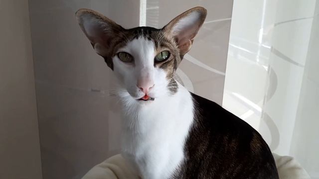Ориентальный кот борется со сном, а его язык ушёл гулять?| Oriental Sleepy Cat And His Tongue смотреть онлайн