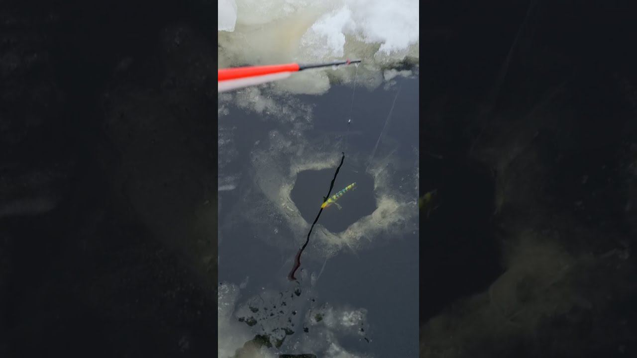 РЫБАЛКА В ЯКУТИИ! И ТАК ПОЙДЕТ ! так и ловим целый день ) #Shorts #рыбалка #первый_лёд смотреть онлайн