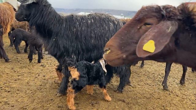 YAĞMUR ÇALIŞMAMIZA İZİN VERMEDİ - KUZULAR YEM YEMEYE BAŞLADI