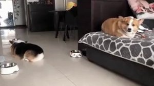 Корги ругаются).mp4