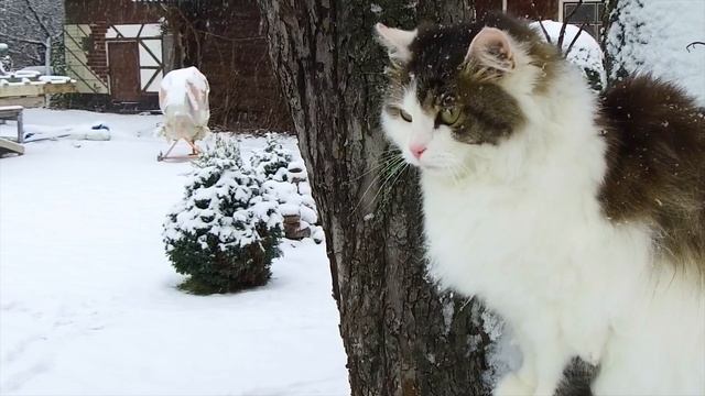 Первый снег и кошка. First snow and a cat. смотреть онлайн