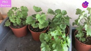 Как ЗАСТАВИТЬ КОРОЛЕВСКУЮ ГЕРАНЬ (ПЕЛАРГОНИЮ) ЗАЦВЕСТИ ГЛАВНОЕ УСЛОВИЕ для ПЫШНОГО цветения
