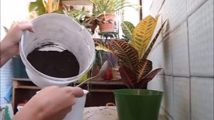 Кротон (кодиеум)//Уход за кротоном//Пересадка после покупки