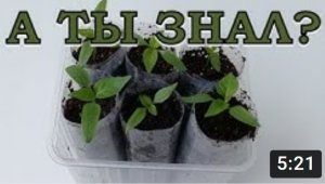 Почему гибнет РАССАДА ПЕРЦА? Основные причины???