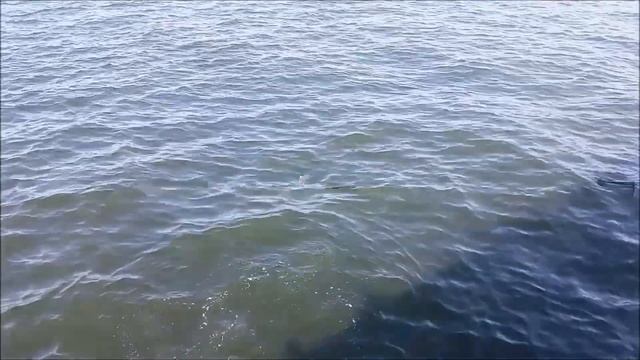 King Chinook Salmon Dash Point Pier 2017 смотреть онлайн