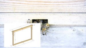 Бизнес - план пасеки на 4 улья. - Пасека с нуля.