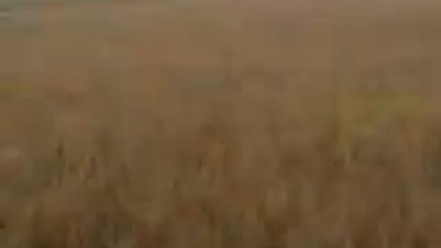 Охотники из Казахстана смотреть онлайн