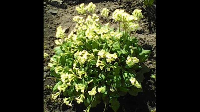 Цветущий Май 2019 смотреть онлайн