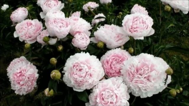 КРАСИВЫЕ ЦВЕТЫ ПИОНЫ (уход за цветами) смотреть онлайн