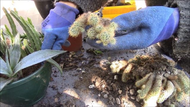 Композиция из суккулентов и кактусов. Как я составляю композицию!? смотреть онлайн