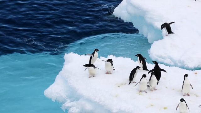 17 Penguin Species In One Video