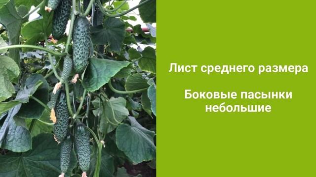 Илонара RZ F1 - новинка огурца корнишона плёночного сегмента от компании Райк Цваан смотреть онлайн