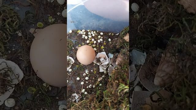 Улитки смотреть онлайн