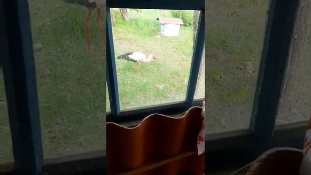 Чем питаются аисты ч.1. смотреть онлайн