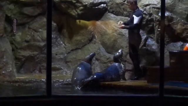 Шоу с тюленями /Тюлень Гоша качает пресс /Океанариум ТРК Планета Нептун Санкт-Петербург СПб Часть 1 смотреть онлайн