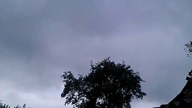 Стая скворцов щебечет на тополе смотреть онлайн