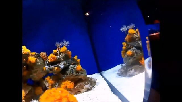 Aquatic Life 3 смотреть онлайн