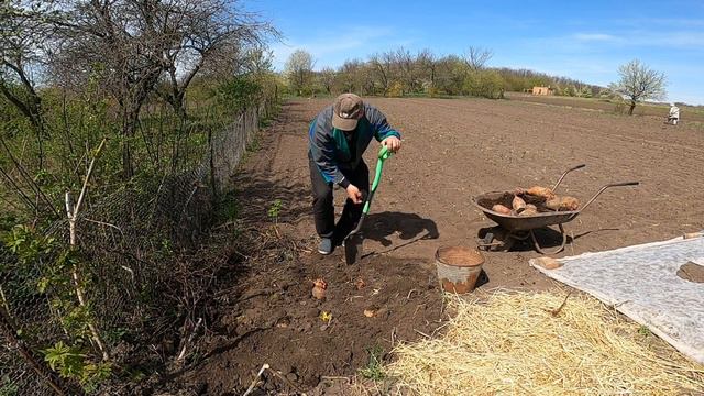 Высадка свеклы на семена. Надо ли? Planting beets on seeds. Whether it is necessary? смотреть онлайн