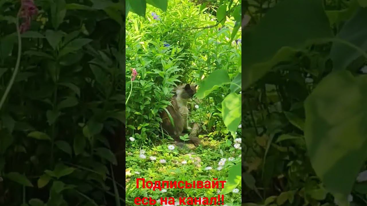 Барсик в цветах! смотреть онлайн