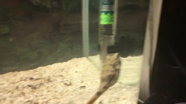 Макс ест мидии.Тетраодон ест. смотреть онлайн