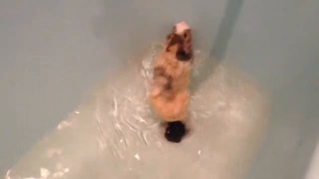 Морская свинка. Купаемся. смотреть онлайн