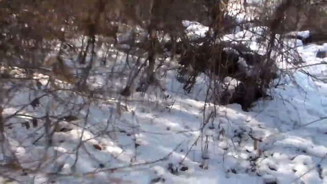 Начало календарной весны 2017 на пасеке. смотреть онлайн