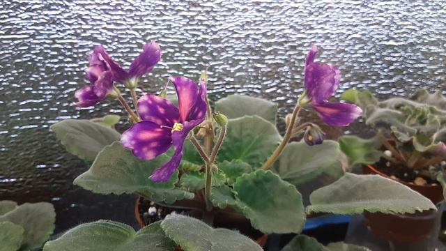 Фиалка РС Комета смотреть онлайн