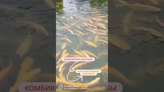 Экструдированные корма для рыбы (карп,сом, лосось) смотреть онлайн