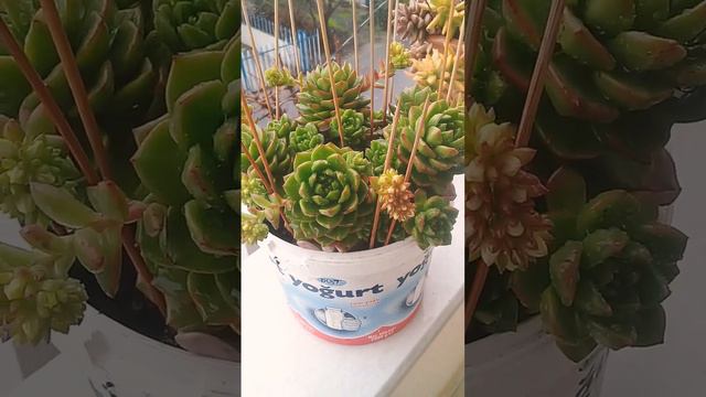 letizia tomurcukta смотреть онлайн