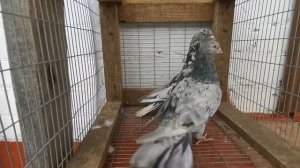 #бойныеголуби. Племенные мраморные бакинские бойные голуби на 2022 год