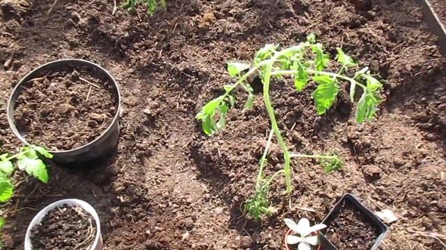 Подсадила томаты в тепличку 21.04.2018 смотреть онлайн