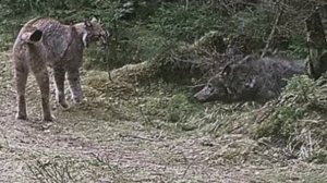 ВОЛК и РЫСЬ схлестнулись в ожесточенной схватке  Неожиданный финал!