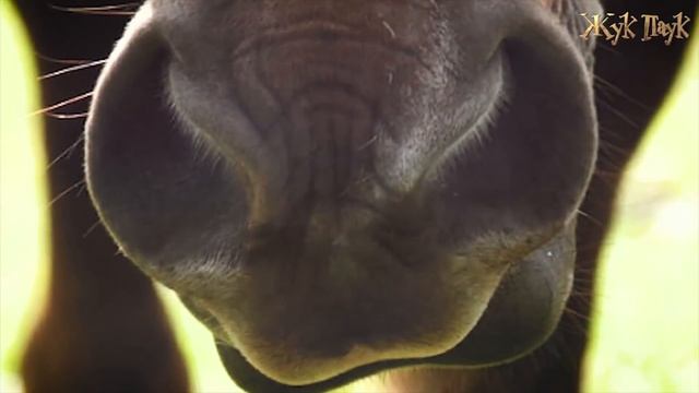 НЕИЗВЕСТНЫЕ ФАКТЫ О ЛОШАДЯХ! смотреть онлайн