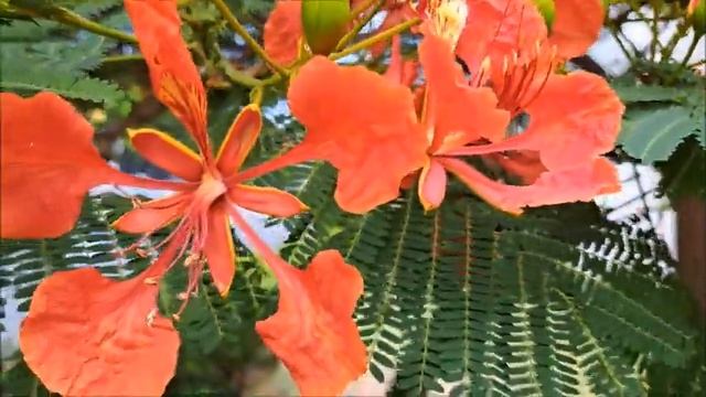 #Делоникс королевский,#огненное дерево,огненный зонтик.#Ашдод.#Израиль. смотреть онлайн