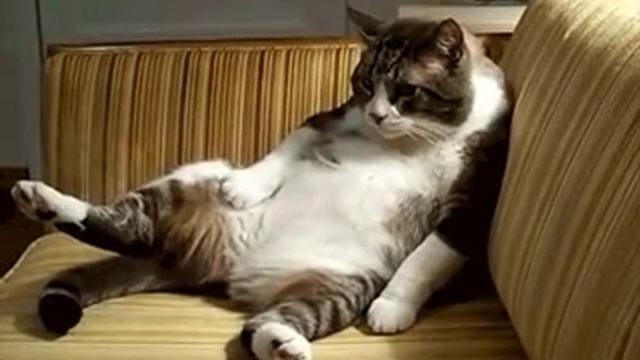 # когда Объелся!)) смотреть онлайн