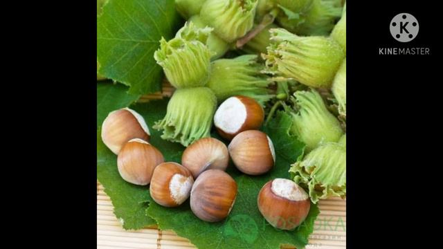 Каталонський Фундук
Фундук України. Описание сорта смотреть онлайн