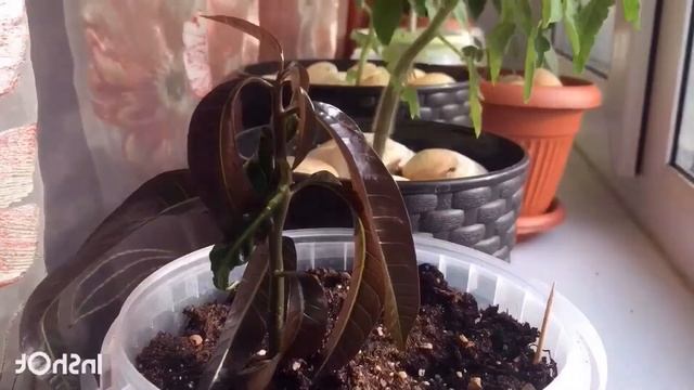 Манго из косточки таймлапс