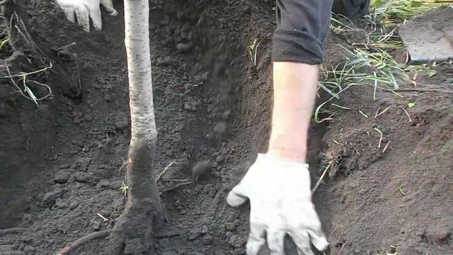 Домовладелец Мастер