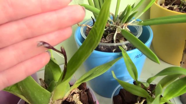 My most exciting orchid flower spikes! смотреть онлайн