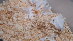 Рождения хомячат /Джунгарики/Сколько хомячок рожает хомячат