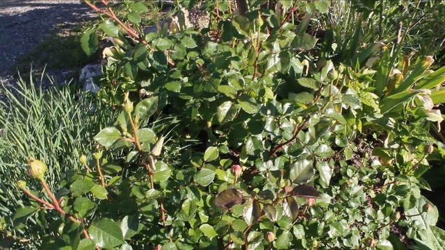 Пышное цветение роз в июне - 4 важных шага! ?Нюансы по первогодкам. ВАЖНО для начинающих. Септориоз смотреть онлайн