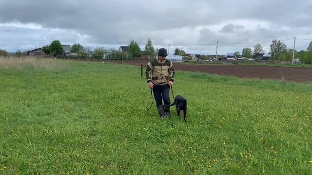 Лабрадор Сэм (7 месяцев) смотреть онлайн